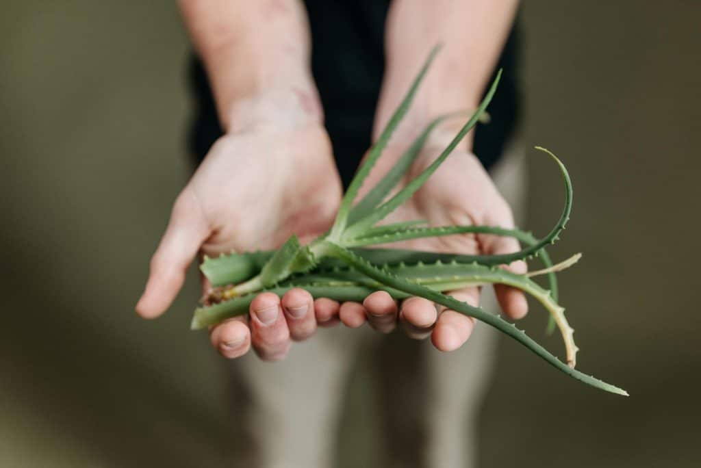 Aloe vera