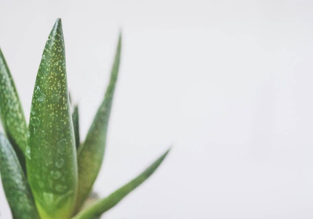 Aloe vera